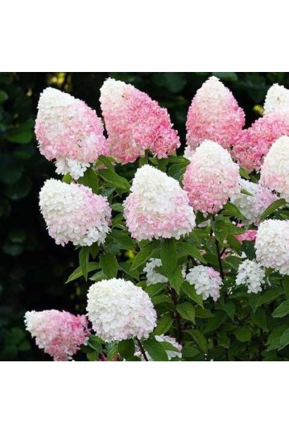 Гортензия метельчатая `Ливин Пинк энд Роуз`